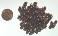 100 4mm Bronze Drops